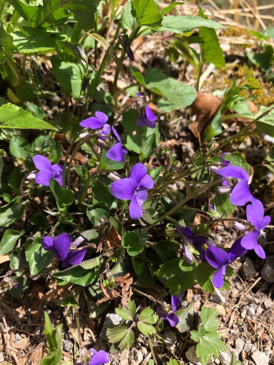 HIGH ANGLE VIEW OF PURPLE FLOWERING PLANTS