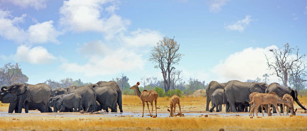 Panoramic view of african wildlife  on land against sky