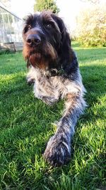 Portrait of dog sitting on field