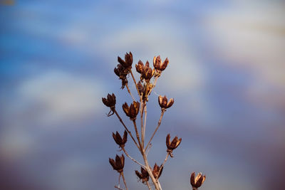 Close-up of wilted plant