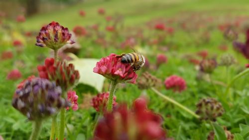 Close-up of honey bee pollinating flower