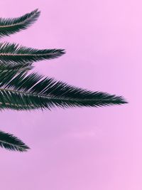 Low angle view of palm leaves against clear sky at sunset