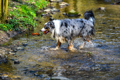 View of dog running in water