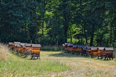 Trees, beehives and plants on field in forest