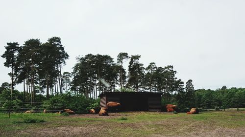 Trees growing on field against clear sky