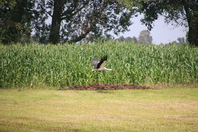 Stork flying by farm against trees