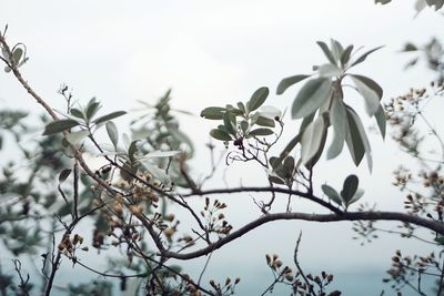 Low angle view of white flowering tree against sky