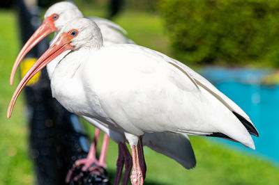 Twice as nice - white ibis