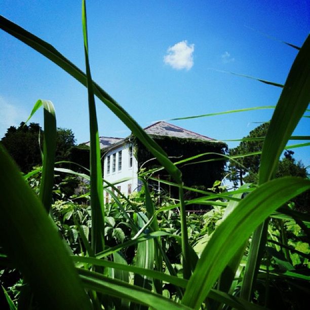 plant, growth, sky, green color, blue, nature, grass, field, sunlight, green, day, growing, beauty in nature, outdoors, cloud, leaf, low angle view, no people, close-up, tranquility