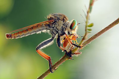 Close-up of insect perching on stem