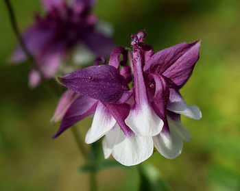 Close-up of purple flower