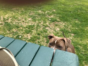 Dog lying down on land