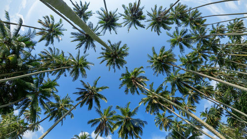 Low angle view of trees against blue sky