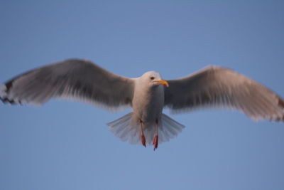 Low angle view of seagull flying in sky