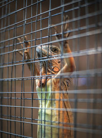 Monkey in cage at zoo