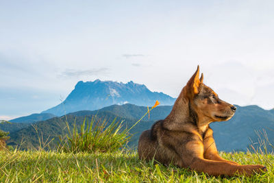 Dog looking away on mountain against sky