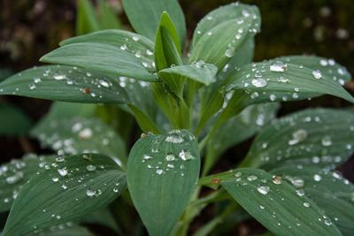 Close-up of wet plant leaves during rainy season