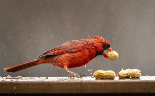 Close-up of bird eating peanut on railing