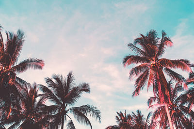 Low angle view of coconut palm tree against sky