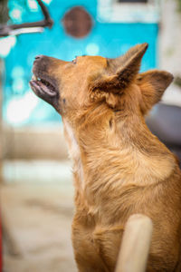 Close-up of a dog