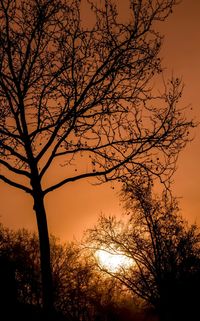 Silhouette of trees at sunset