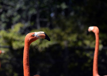 Close-up of bird against blurred background