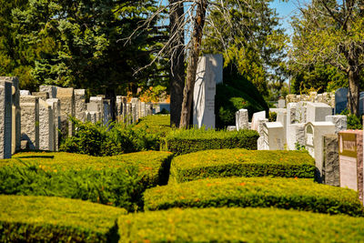 Trees in cemetery