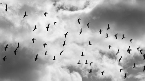 Low angle view of birds flying in cloudy sky