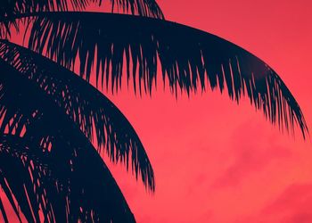 Low angle view of palm tree against sky during sunset