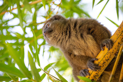 Low angle view of a cat on tree