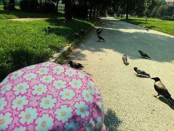 View of birds on land