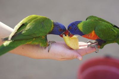 Close-up of hand holding leaf