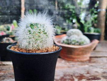 Close-up of succulent plant in pot