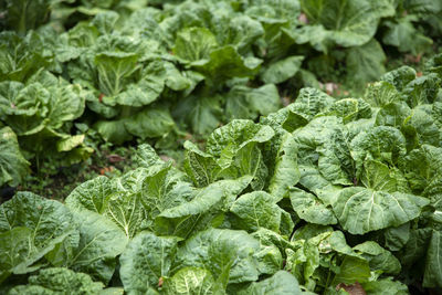 Full frame shot of fresh green plants