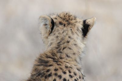 Close-up of a cat