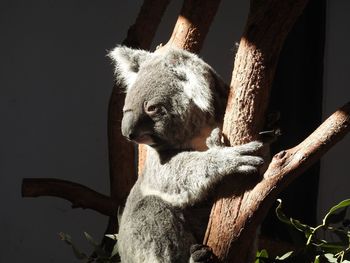 Close-up of animal sitting on tree at zoo