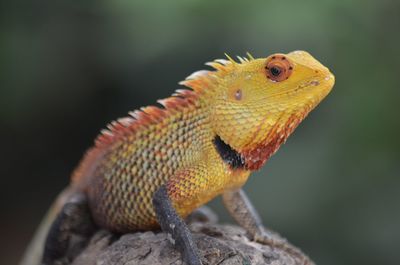 Close-up of lizard