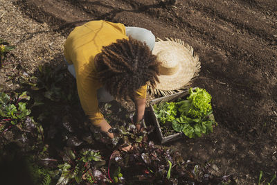 Woman picking beetroot while squatting in vegetable garden