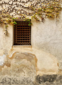 Ivy on wall of old building