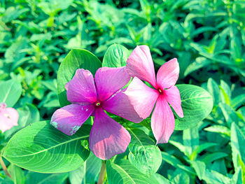 Close-up of pink flowers