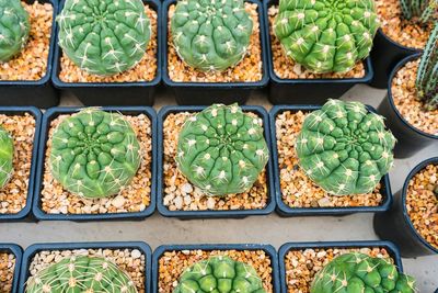 High angle view of potted plants