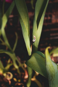Close-up of green leaf on plant