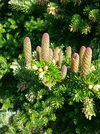 Close-up of plant growing on tree