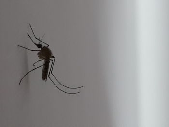 Close-up of insect on wall