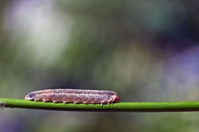 Close-up of caterpillar on plant