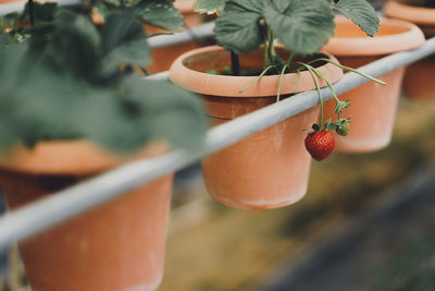 Close-up of red berries growing on plant