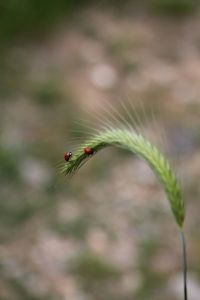 Close-up of ladybugs on wheat