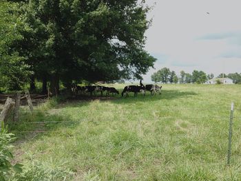 Trees on grassy field