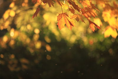 Close-up of autumn tree against sky