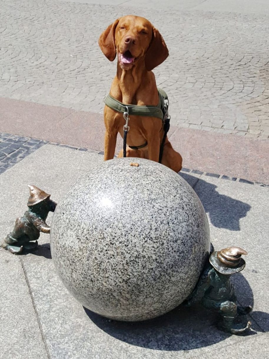 canine, dog, one animal, pets, mammal, domestic, domestic animals, day, sphere, portrait, full length, looking at camera, rock, solid, people, stone, outdoors, vertebrate